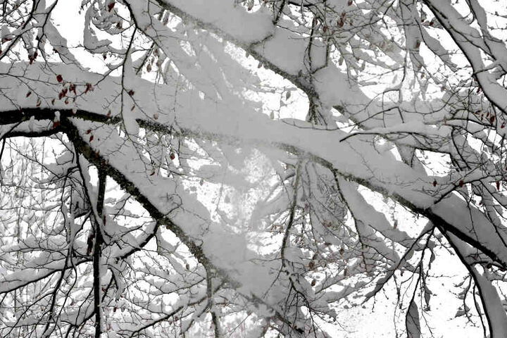 Der viele Schnee hatte einen Baum an der Strecke zum umfallen gebracht. (Symbolbild)