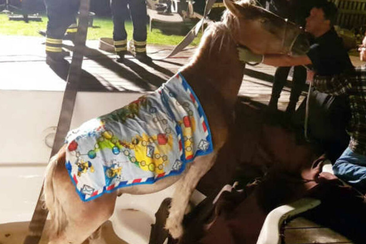 Das Pferd wurde aus dem Pool gerettet. Alle anderen sechs Pferde wurden eingefangen und dem Besitzer übergeben.