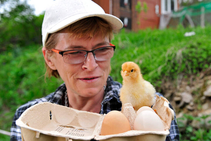 Ein Küken im Bio-Ei von Aldi? Anja Püschmann (50) aus Witzschdorf behauptet, ein solches ausgebrütet zu haben.