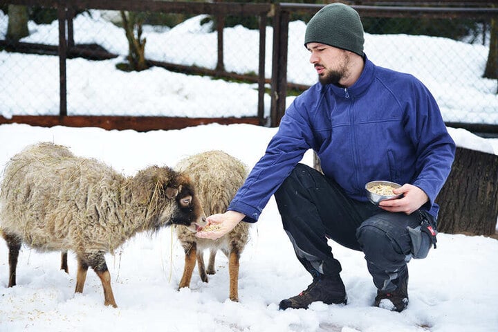 Tierpfleger Sandro Uhlig (25) vom Zoo der Minis in Aue füttert die Schafe auch bei Eis und Schnee.