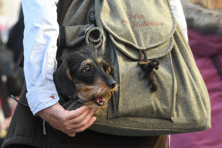 Wer nicht mehr laufen kann wird getragen: Ein Dackel schaut aus einem Wanderrucksack heraus.