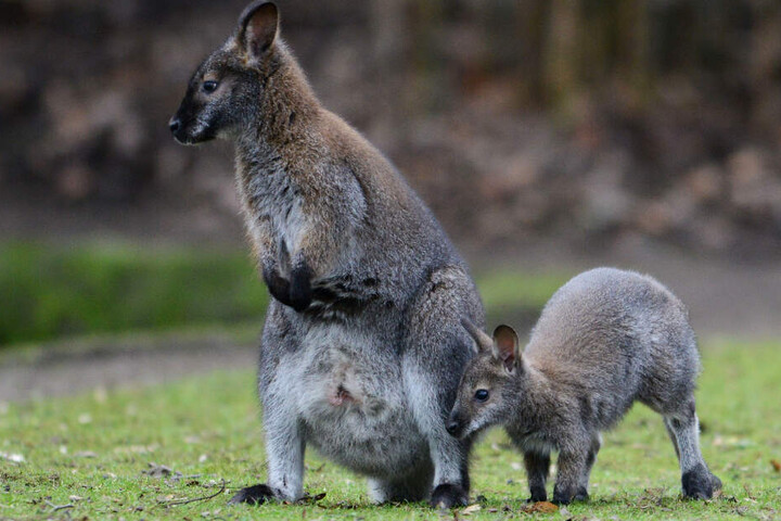 In freier Wildbahn leben Bennett-Kängurus (Archivbild) in den Küstenregionen des östlichen und südöstlichen Australiens.