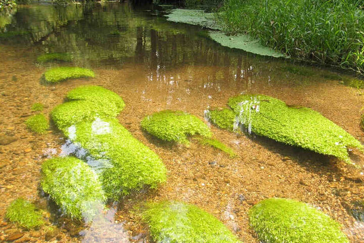 In der Kirnitzsch gedeiht der Wasserstern - er kommt recht häufig in Sachsens Flüssen vor.