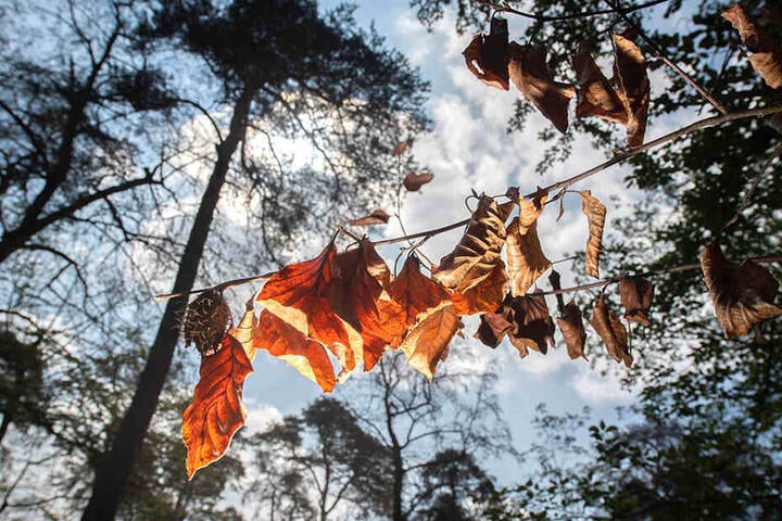 Völlig vertrocknet hängen einige Blätter an einem Baum.