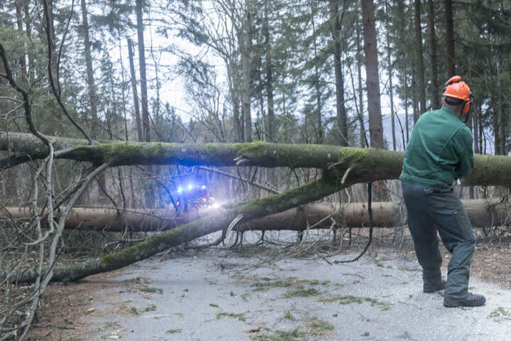 Mehrere Bäume stürzten durch den Sturm um.