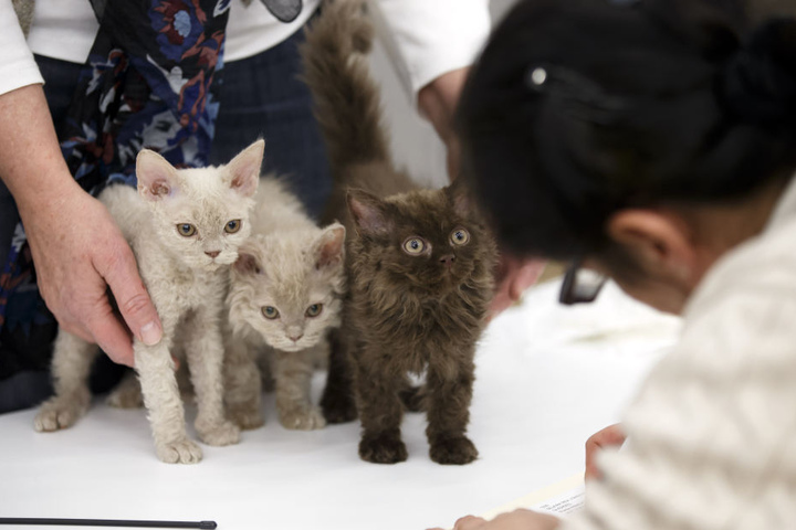 Katzen der verschiedensten Rassen gibt's bei der großen Katzenausstellung.