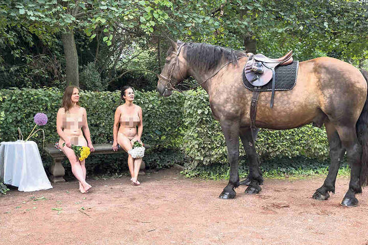 „Na, ihr Süßen?“, schien Hengst „Geronimo“ (r.) seinen Modell-Kolleginnen
Aline (l.) und Annabell (M.) zuzuschnauben. Er durfte übrigens als einziger
etwas tragen - seinen Sattel ...
