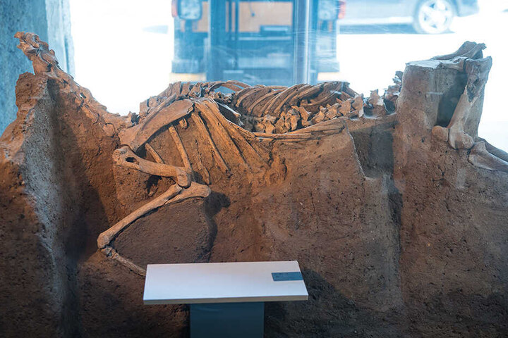 Wurde stehend beerdigt: Das "Pferd von Cossa" wurde 1998 im Tagebau Schleenhain bei Leipzig entdeckt.