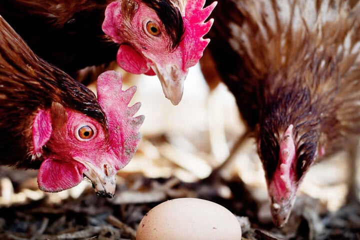 Du hast ein Huhn in der Mindener Innenstadt gesehen? Das kann gut sein! Es gibt nämlich Drei.