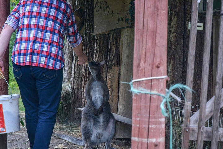 Liebevoll kümmert sich die Hobbyzüchterin um ihre Tiere im Süden von Magdeburg.