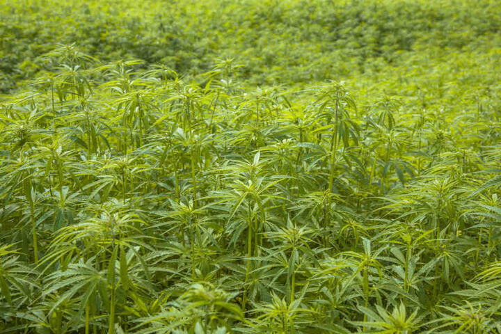 Umgeben von hohen Hanfpflanzen findet das Reggae Open Air in Steinheim statt.