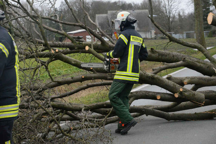 Die Feuerwehr hatte mit vielen umgestürzten Bäumen zu tun.