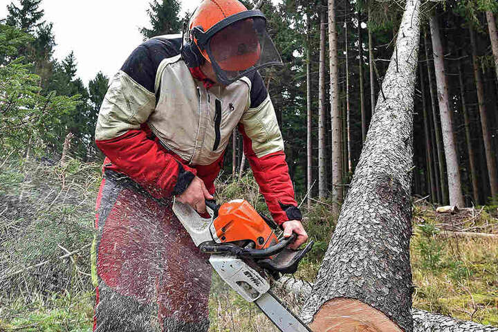 Sachsenweit laufen Aufräumarbeiten. Der Sturm verursachte 641 000 Kubikmeter
Holzschaden, den Großteil davon im Staatsforst.