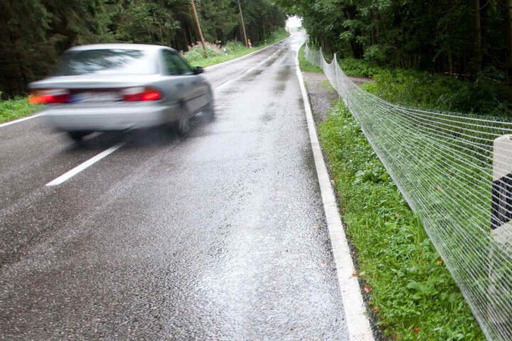 Ein Autofahrer konnte dem seltenen weißen Reh nicht mehr rechtzeitig ausweichen. (Symbolbild)