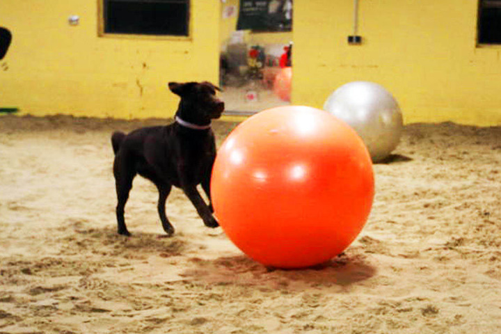 Honey hat viel Spaß an der neuen Sportart.