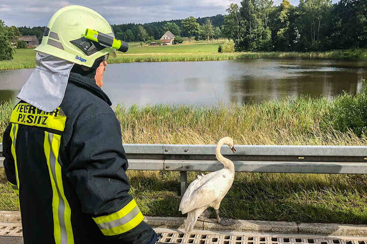 Mit Hilfe der Kameraden aus Pulsnitz und Ohorn konnte der Schwan gerettet, die gefährliche Situation auf der Autobahn gelöst werden.