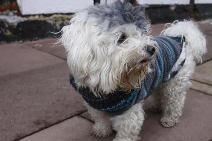 Der schwarzfahrende Hund wurde in Bielefeld von der Bundespolizei aufgegriffen und mit Wurstbroten versorgt. Inzwischen ist er zurück bei seinem Besitzer.