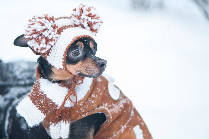Wenn wärmendes Fell fehlt, muss eine Strickjacke her.