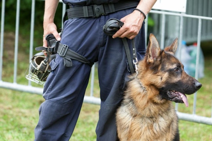 Selbst Spürhunde konnten den Vermissten noch nicht auffinden. (Symbolbild)