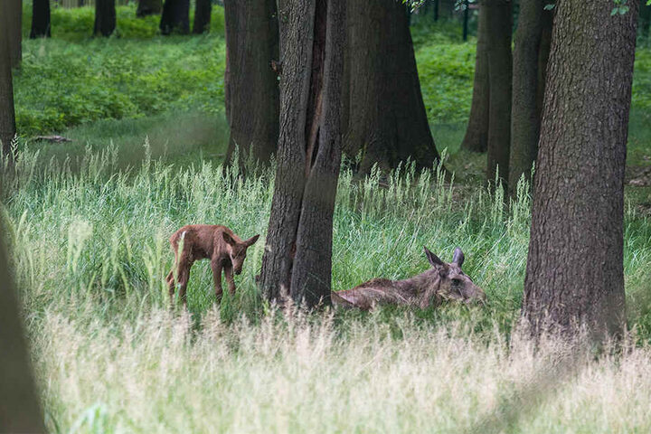 Das Wildgehege Moritzburg freute sich im letzten Sommer über Nachwuchs, doch die Freude währte nicht lange.
