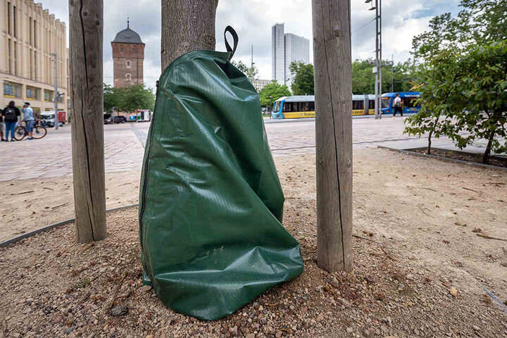Wassersäcke sollen junge Bäume wie hier am Johannisplatz längere Zeit mit Wasser versorgen.