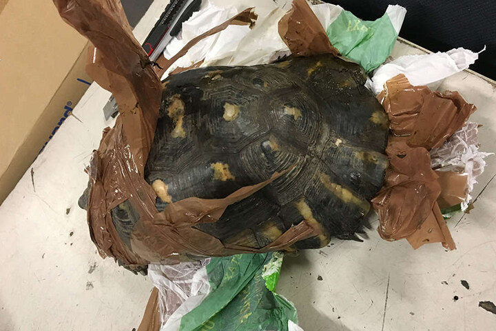 Die Tiere waren auf grausame Weise in Klebeband gewickelt.