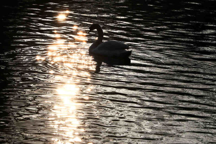 Im Teich des Bushy Park fand die Tragödie statt. (Symbolbild)