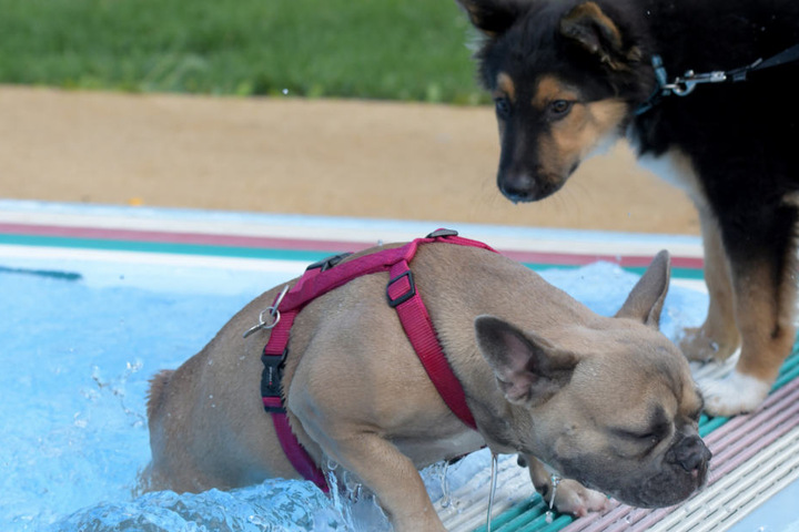 Zum Ende der Freibadesaison dürfen Hunde ins Schwimmbecken.