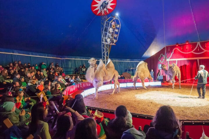 Zirkusse mit Wildtieren sollen nicht kostenlos auf dem Hartmannplatz Quartier beziehen können.