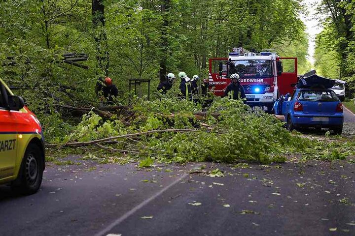Ein riesiger Baum stürzte auf die Fahrbahn.