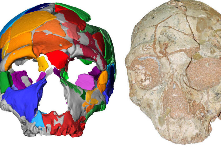 Der Apidima 2 Schädel (rechts im Bild) und seine Rekonstruktion. Apidima 2 zeigt eine Reihe von Merkmalen, die für Neandertaler charakteristisch sind und darauf hinweisen, dass es zur Neandertaler-Linie gehört.