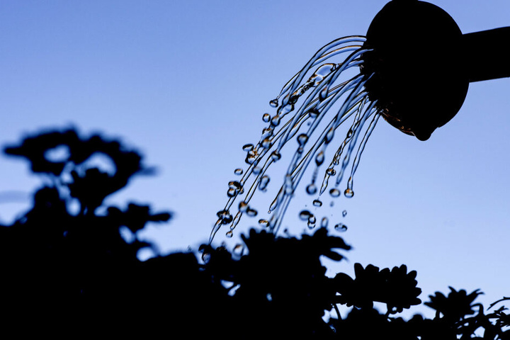 Bürger sollen den Bäumen vor ihrer Haustür täglich einen Eimer Wasser gönnen.