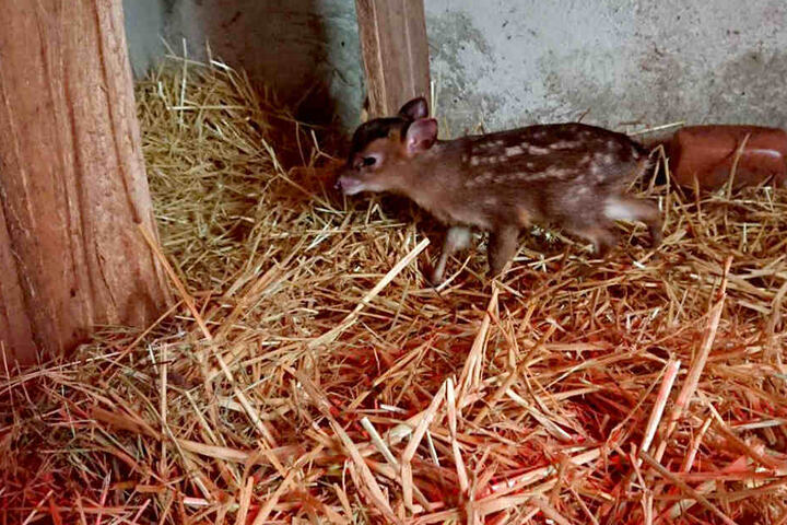 Seltener Nachwuchs im Zoo der Minis: Die Formosa Zwergmuntjaks haben ein Jungtier bekommen.