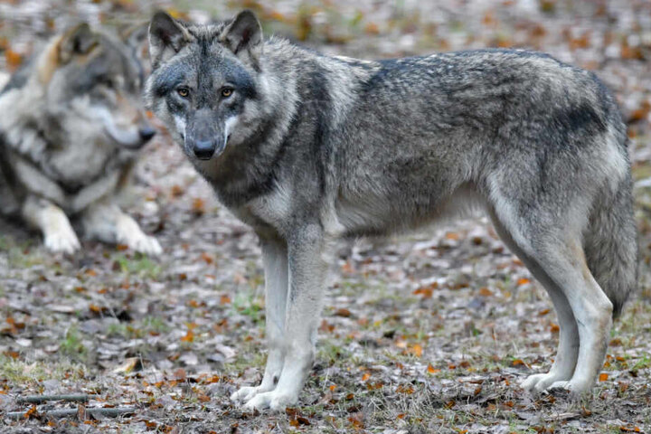 Wolfssichtungen in freier Wildbahn sind in der Bundesrepublik längst nichts Ungewöhnliches mehr (Symbolbild).