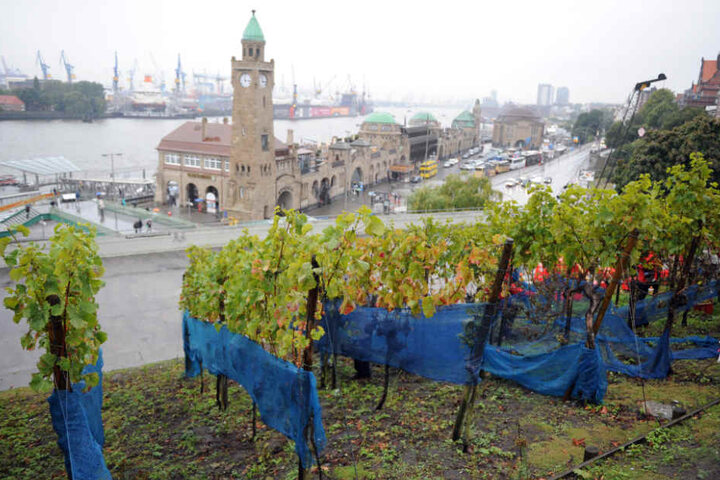 Die Weinreben am Stintfang in Hamburg sind bald Geschichte.