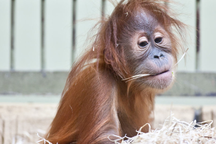 Ein Affen-Kind spielt im Dresdner Zoo. Bei 18 Millionen ist auch ein neues Affenhaus im Dresdner Zoo drin. (Archivbild)
