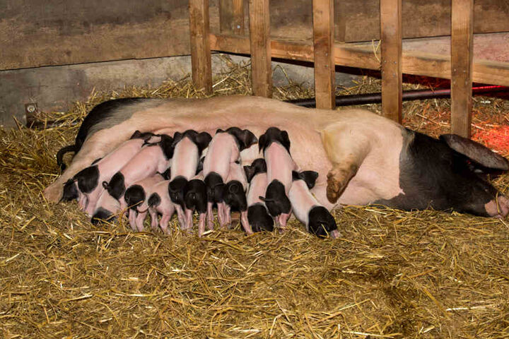 Am 13.03.18 kamen elf Schwäbisch-Hallische Schweine auf die Welt.