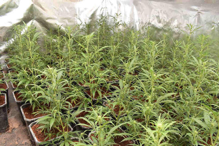 Die Polizei fand über 650 Marihuana-Pflanzen in einer Indoorplantage.