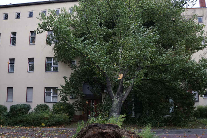 In Britz fiel ein Baum direkt auf ein Wohnhaus.