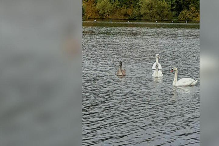Leserin Manuela Lange entdeckte neue Schwäne am Wochenende auf dem Chemnitzer Schlossteich.