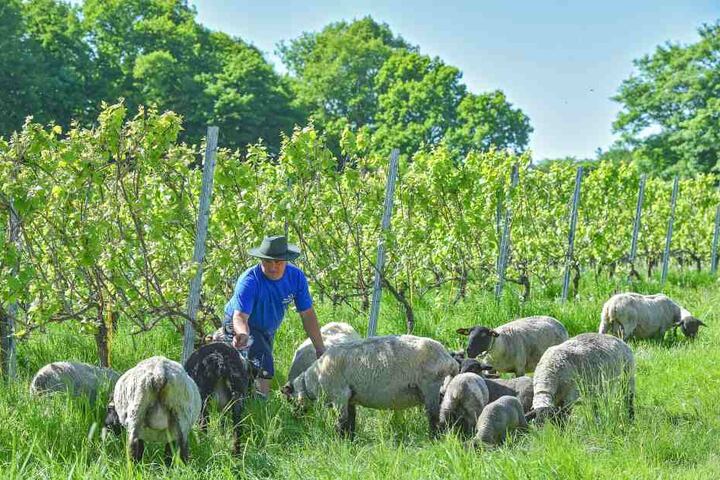 Ob Schaf oder
Lamm - die
Mäh-Brigade hat
auf der Seußlitzer
Heinrichsburg
genug zu
fressen.
