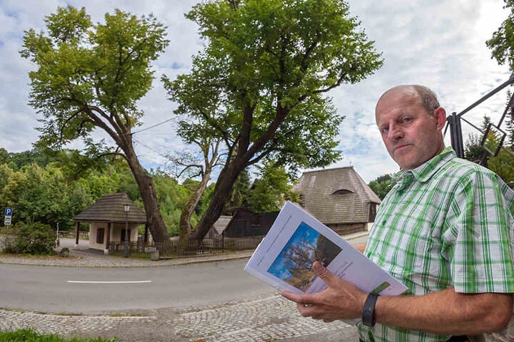 Museumskurator Jörg
Bräuer (54) hofft, dass die
"Hammerlinde" wenigstens noch einige Jahre
erhalten bleiben kann.