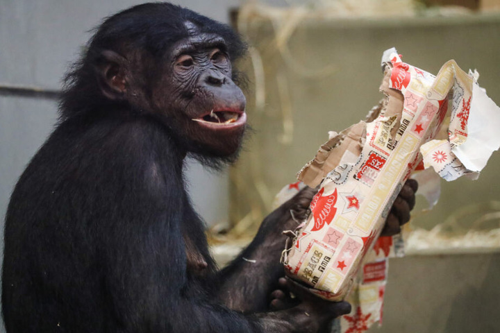 Ein Bonobo bekommt Geschenke.