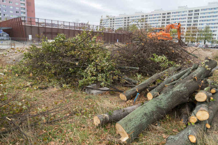 Teilweise standen die Linden unter Schutz, sie durften jedoch regulär gefällt werden.