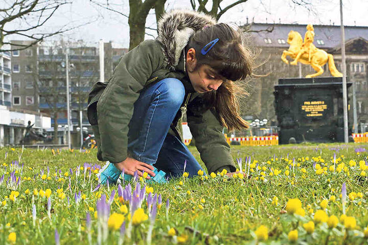 Astra (7) bestaunt
die ersten Frühblüher am Goldenen
Reiter.