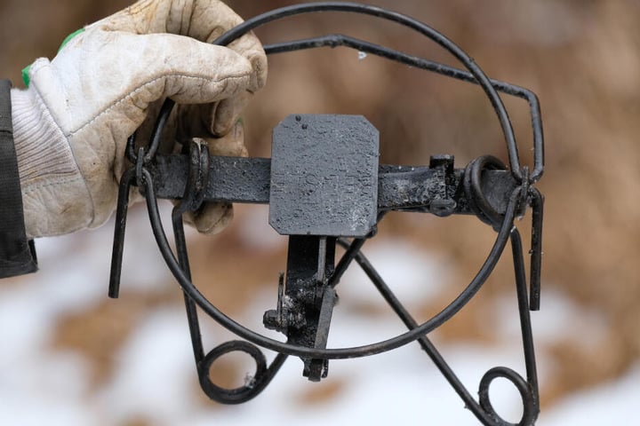 Mit Fallen wie dieser sollten die Jungtiere gefangen werden, das gelang jedoch nicht.
