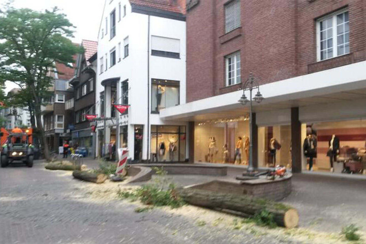 Am Ende lagen die gefällten Bäume traurig am Straßenrand in der Gütersloher Innenstadt.