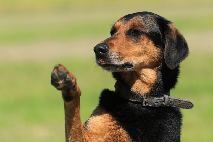 Nicht Nur Hunde Und Katzen Diese Ziegen Und Schafe Suchen Ein