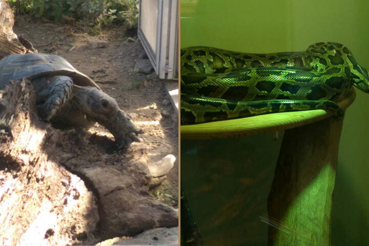 Etwas exotischer: Eine Landschildkröte (Lebenserwartung um die 150 Jahre) und ein 3,5 Meter langer Königspython warten auf Vermittlung.