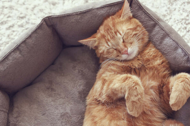Hochwertiges Katzenfutter hält Katzen gesund und zufrieden. Und nach dem Mahl? Erst mal ein Nickerchen!